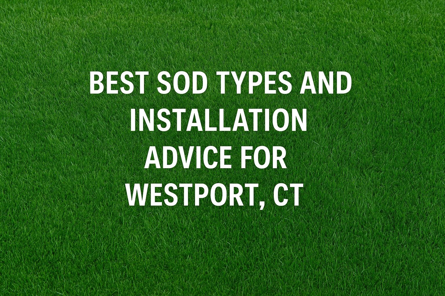 Side-by-side comparison of Kentucky Bluegrass and Tall Fescue sod in Westport, CT