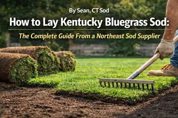 How to Lay Kentucky Bluegrass Sod