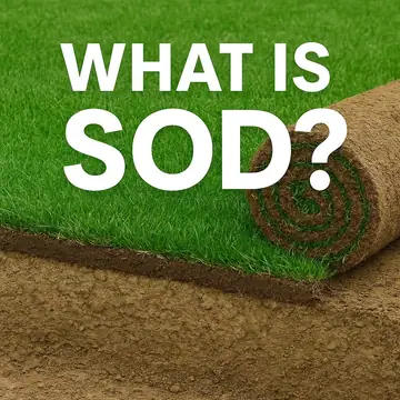 What Is Sod?