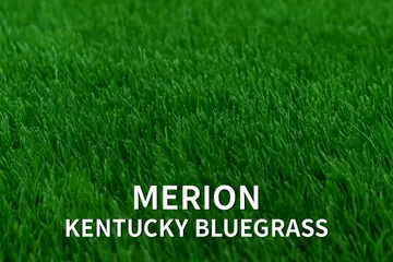 History Of Merion Kentucky Bluegrass (Poa pratensis ‘Merion’)