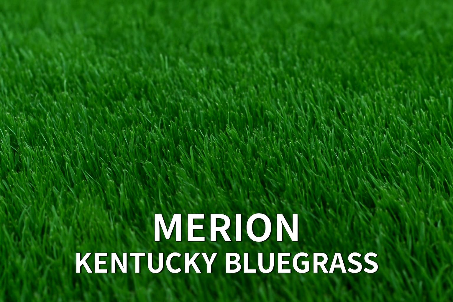Classic dark-green Merion Kentucky Bluegrass lawn showing dense fairway texture