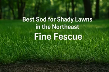 Fine Fescue Sod - The Best Sod Variety For Shady Areas