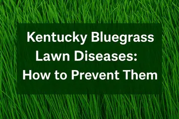 Kentucky Bluegrass Lawn Diseases: How to Prevent Them