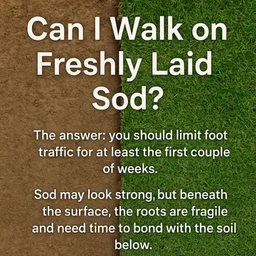 Can I Walk On Freshly Laid Sod?