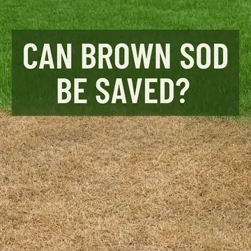  Can Brown Sod Be Saved? How to Tell & What to Do | CT Sod