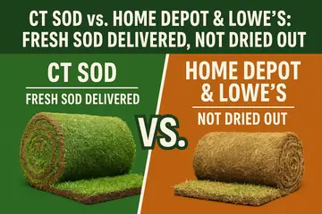 Why Fresh Cut Sod Beats Home Depot and Lowe's Sod