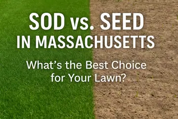 Sod vs. Seed in Massachusetts: What’s the Best for Your Lawn?