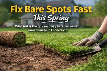 How to Fix Bare Spots and Winter Lawn Damage with Sod This Spring
