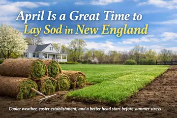 Is April a Good Time to Lay Sod in New England?
