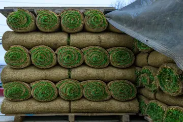 Best Sod Varieties for Cape Cod: Bluegrass Vs Fescue Sod