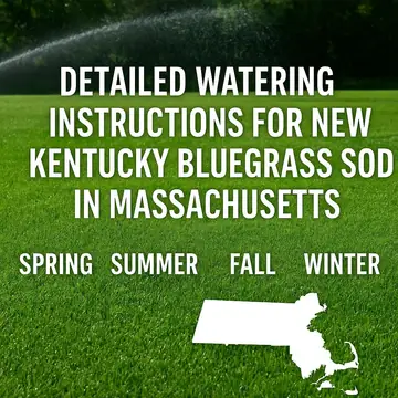 Watering Instructions for New Kentucky Bluegrass Sod in MA