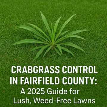 Crabgrass Control Fairfield County: A Guide for Weed Free Lawns