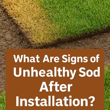 Signs of Unhealthy New Sod and How to Fix Each Problem