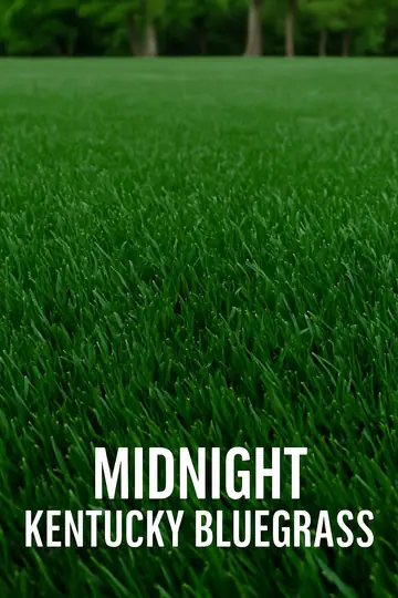 Midnight Kentucky Bluegrass: Breeding, Characteristics, and Usage
