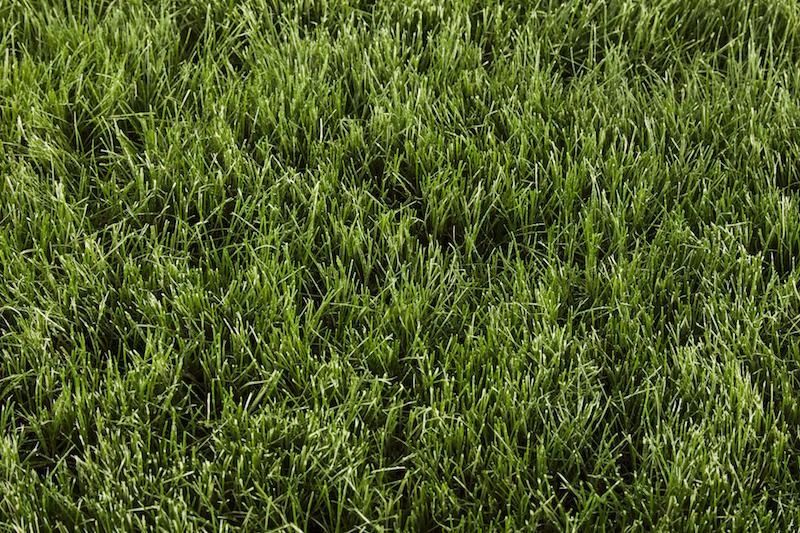 Fine Fescue Sod