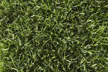 What's The Best Sod For New England?