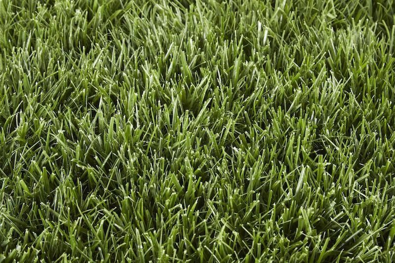 Tall Fescue Sod