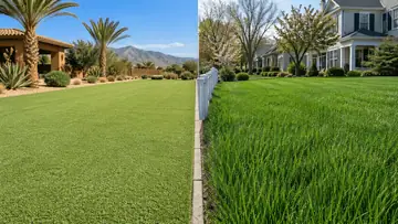 Bermudagrass vs RTF Sod: Which Is Better for Dogs?