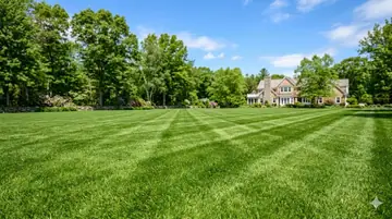 Best Sod for Sunny Lawns: Full-Sun Cool-Season Guide