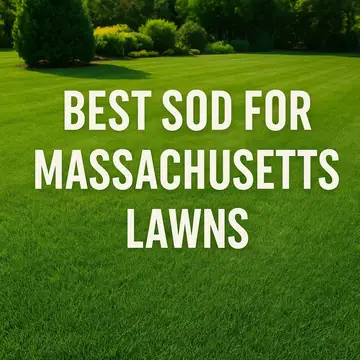 Best Sod for Massachusetts Lawns: Complete Regional Guide