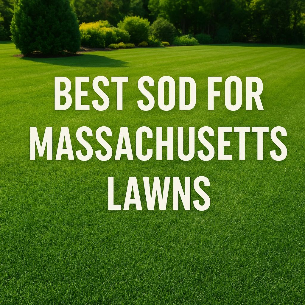 Best Sod for Massachusetts Lawns: Complete Regional Guide
