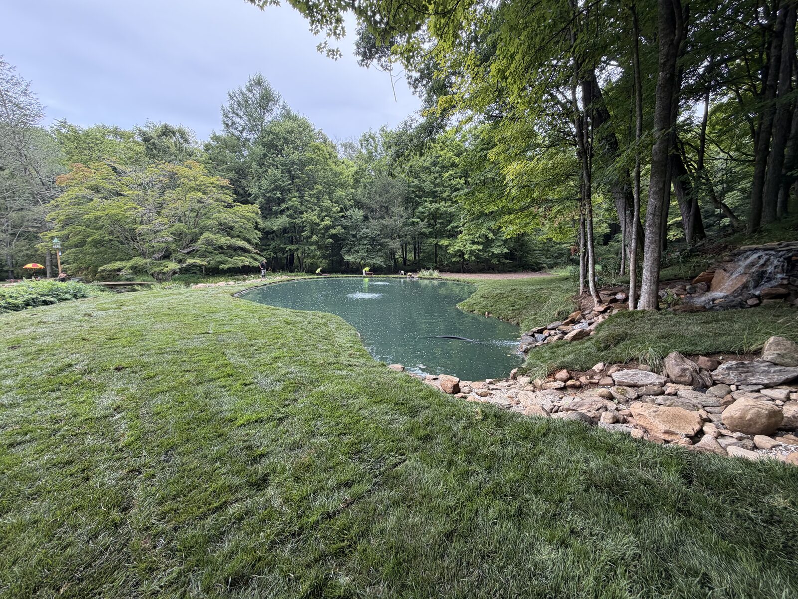 Ground-level view of fresh tall fescue sod along the stone edge of a new pond in Bridgewater, Connecticut