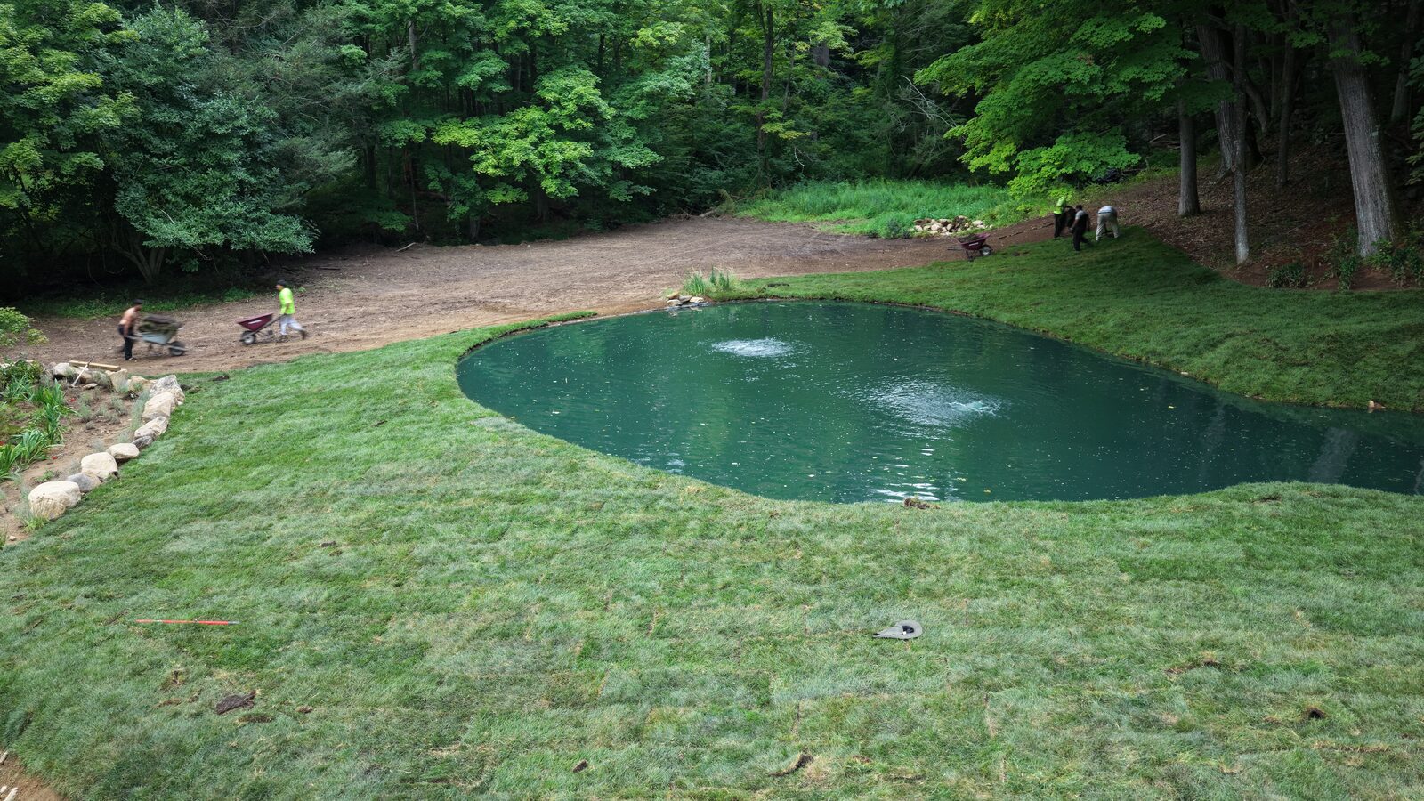 Tall fescue sod installed along the curved edge of a new pond in Bridgewater, Connecticut