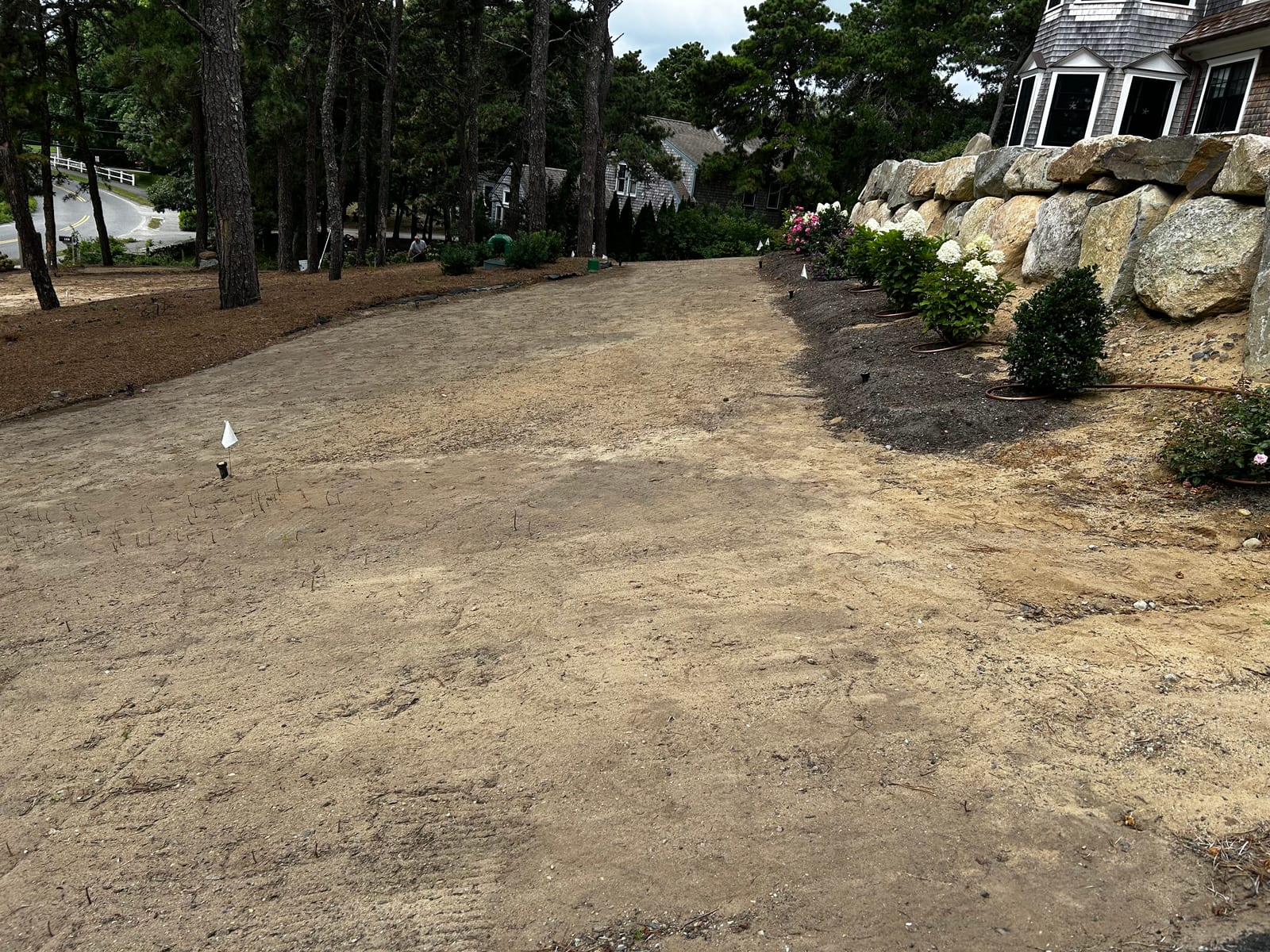 Graded sandy lawn area sloping past boulder walls and hydrangea beds toward the road at a Chatham, MA estate, prepped for 6,000 sq ft of sod