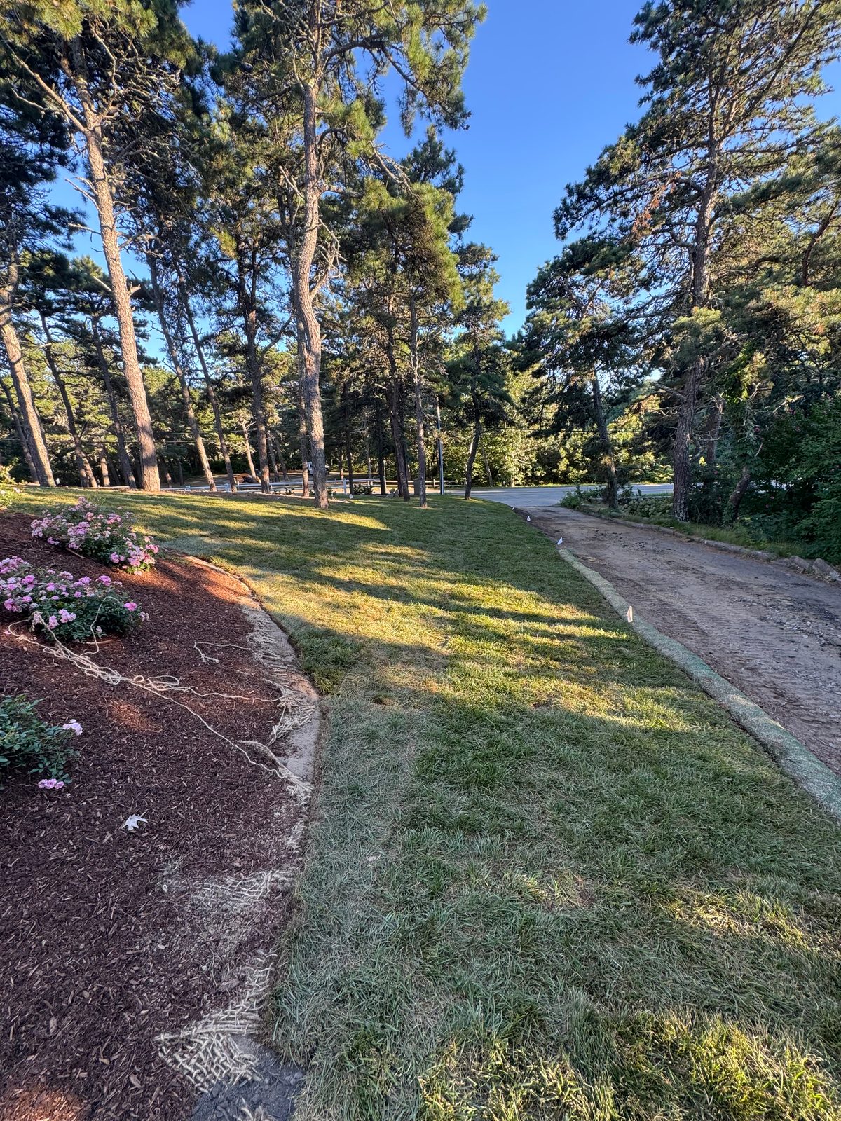 Fresh sod cut in along the gravel drive edge at a Chatham, MA estate sod installation