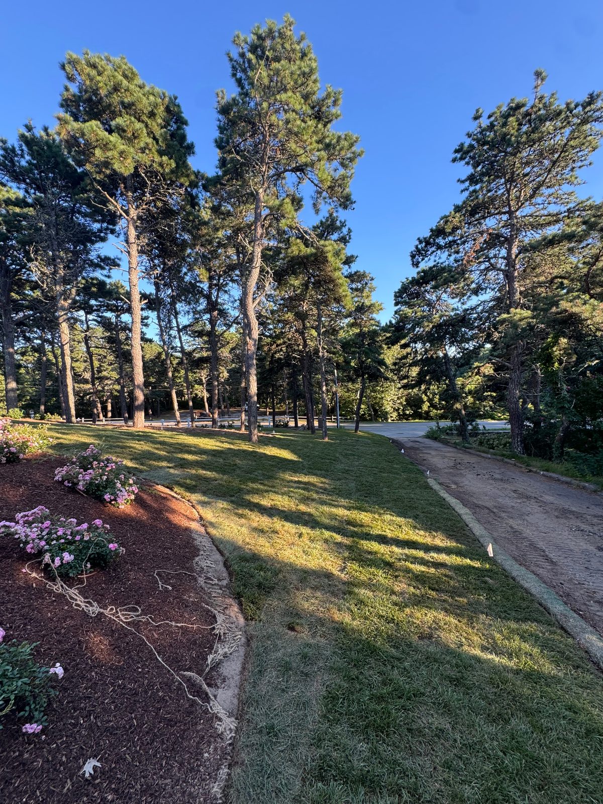 Fresh sod on the hillside between the rose beds and the gravel drive at the Chatham, MA estate