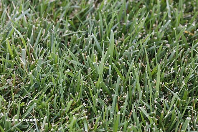 Turf Type Tall Fescue Sod