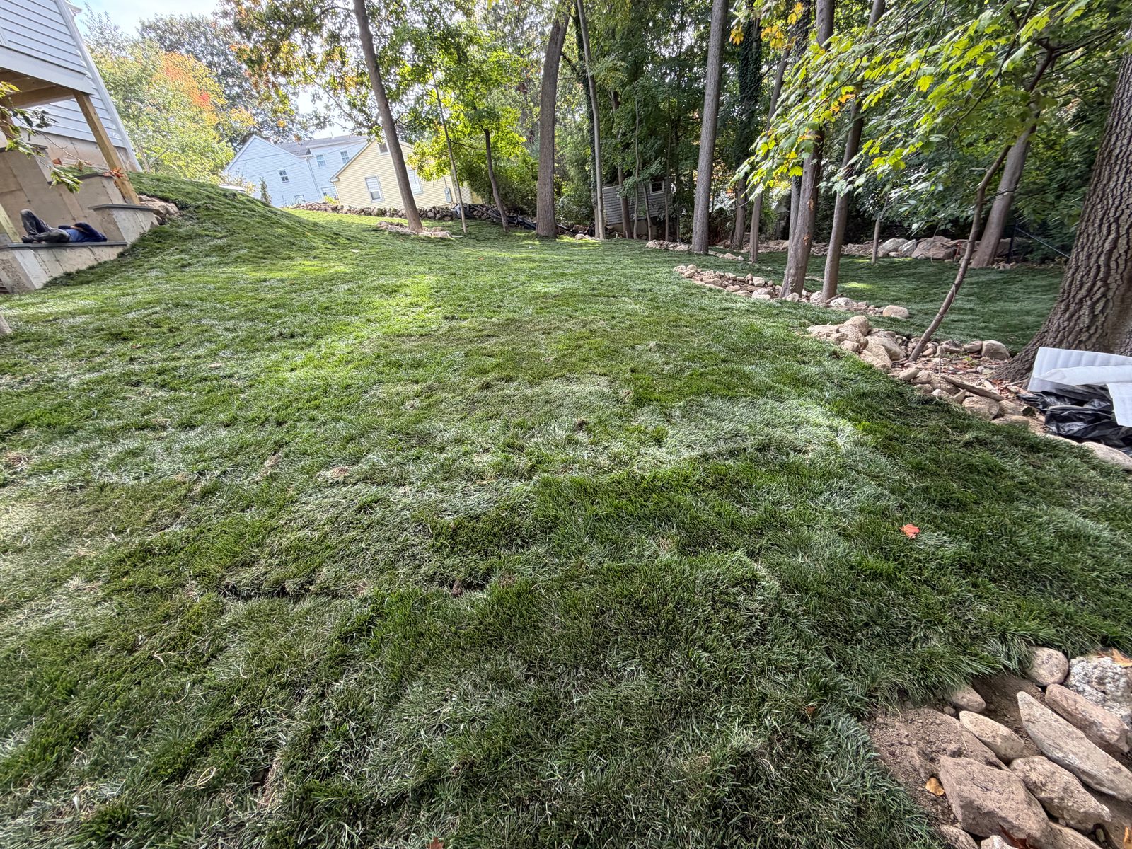 Completed tall fescue sod across a sloping lawn beside a home and a tree-lined rock border in Darien CT
