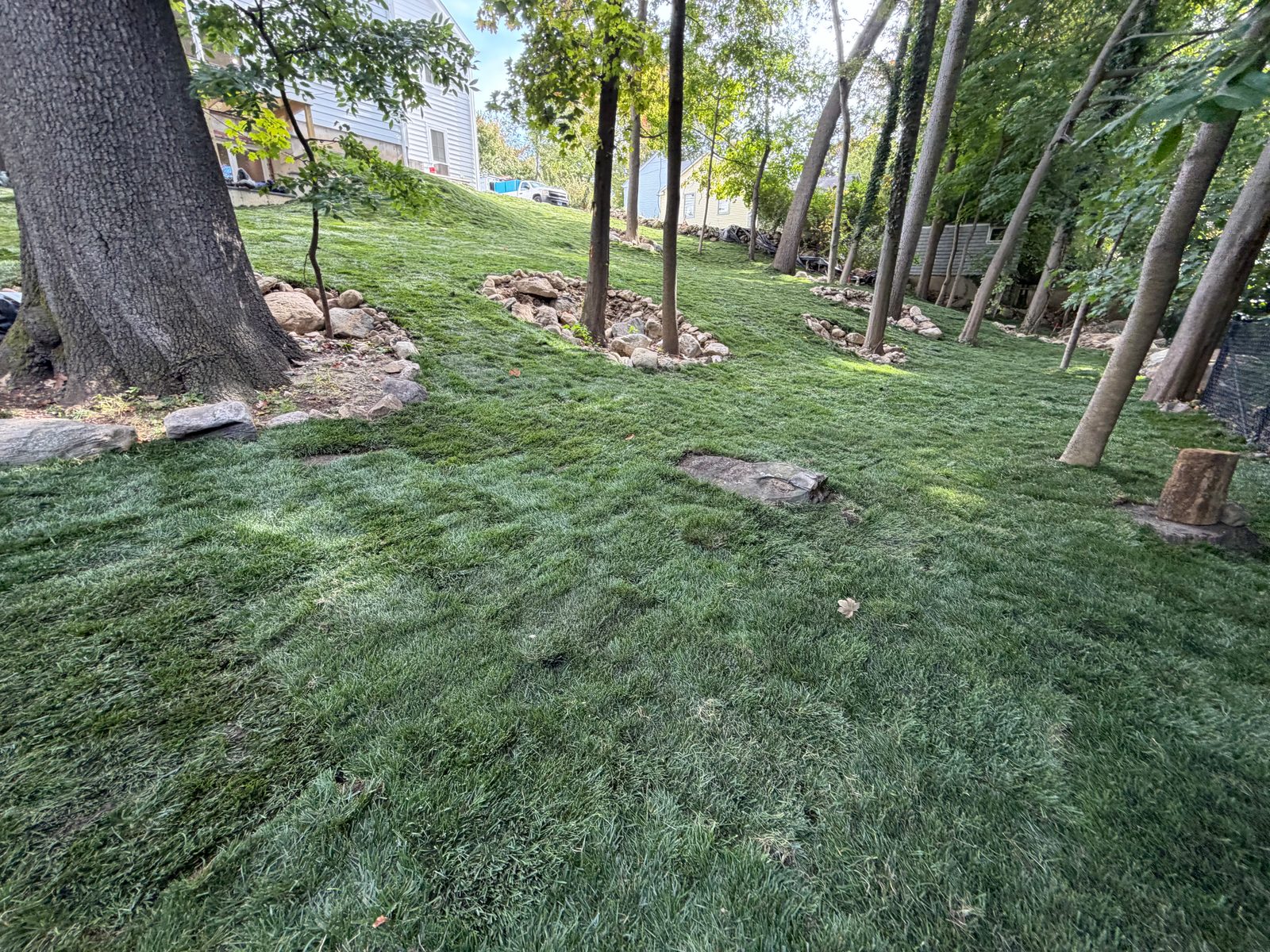 Fresh tall fescue sod fitted around mature trees and rock borders on a sloping Darien property