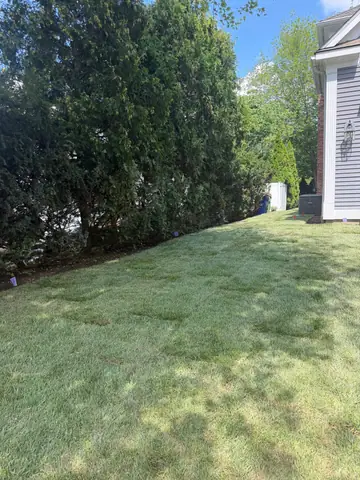 Overseeding in the Northeast: What Works and When to Re-Sod