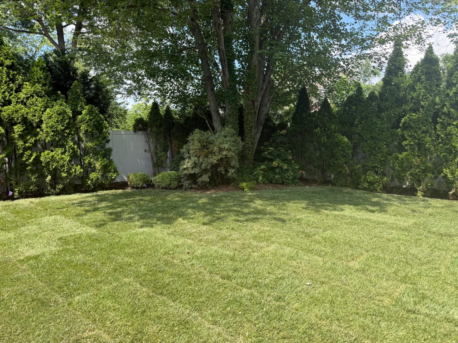 Finished backyard corner with fresh Kentucky bluegrass sod in Fairfield, CT