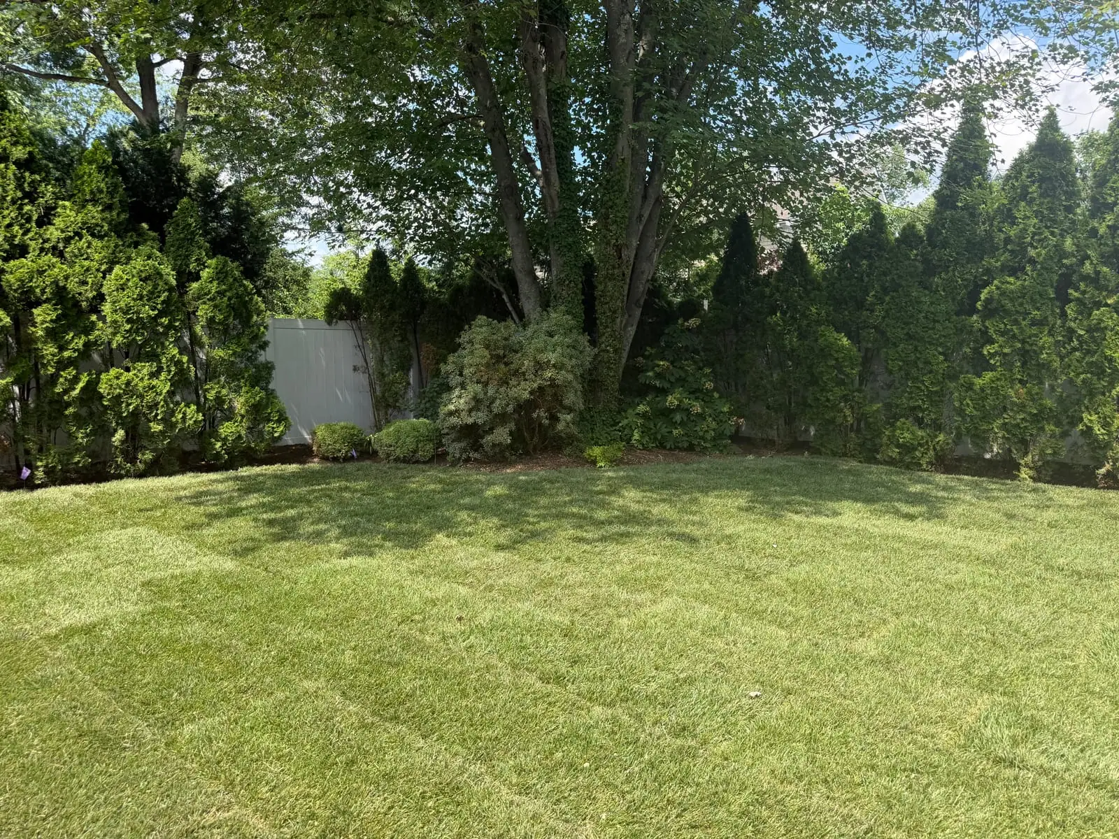 Back corner of the finished Fairfield, CT lawn — new Kentucky bluegrass sod under the shade trees along the arborvitae hedge line