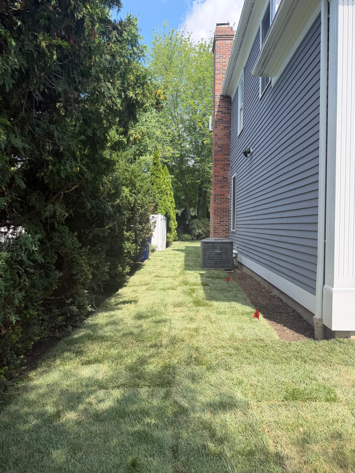Side-yard strip of new Kentucky bluegrass sod between the house and hedge at a Fairfield, CT job