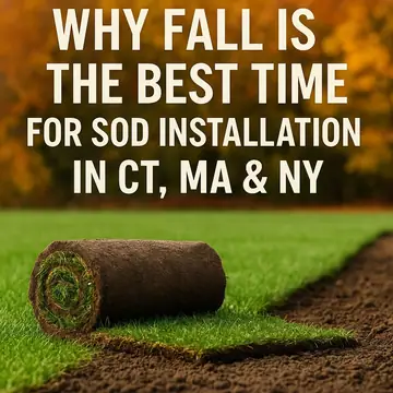 Is October Too Late for Sod in the Northeast?