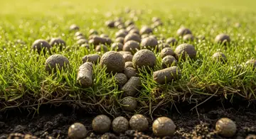 Fertilizer Mistakes That Kill New Sod