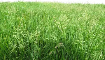From Pasture to Lawn: The Origin and Rise of Kentucky Bluegrass