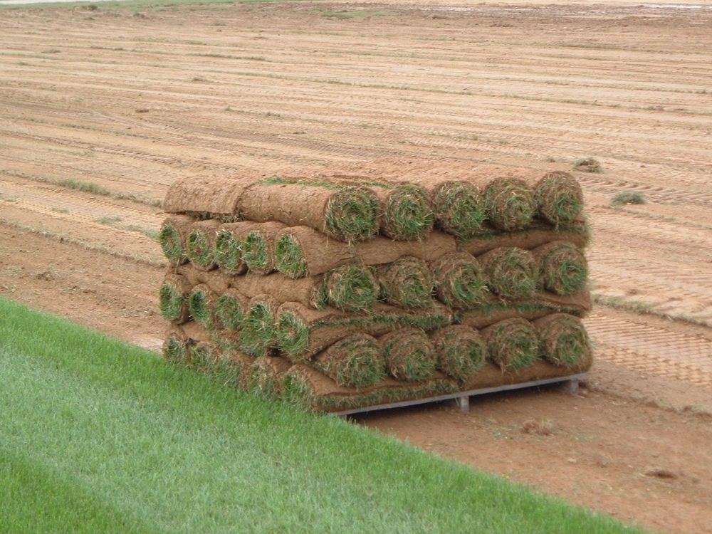 Kentucky Bluegrass Sod