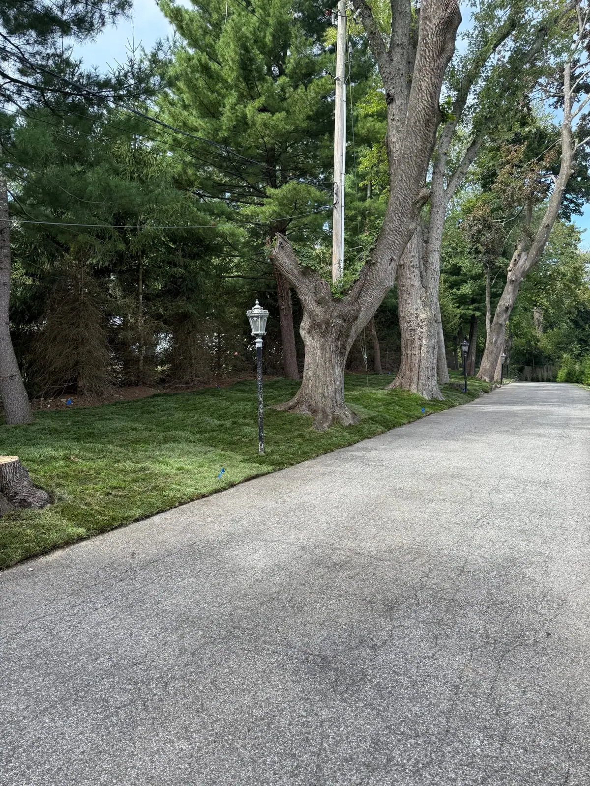 Wide view of newly installed sod around mature trees and lamp posts beside a Harrison driveway