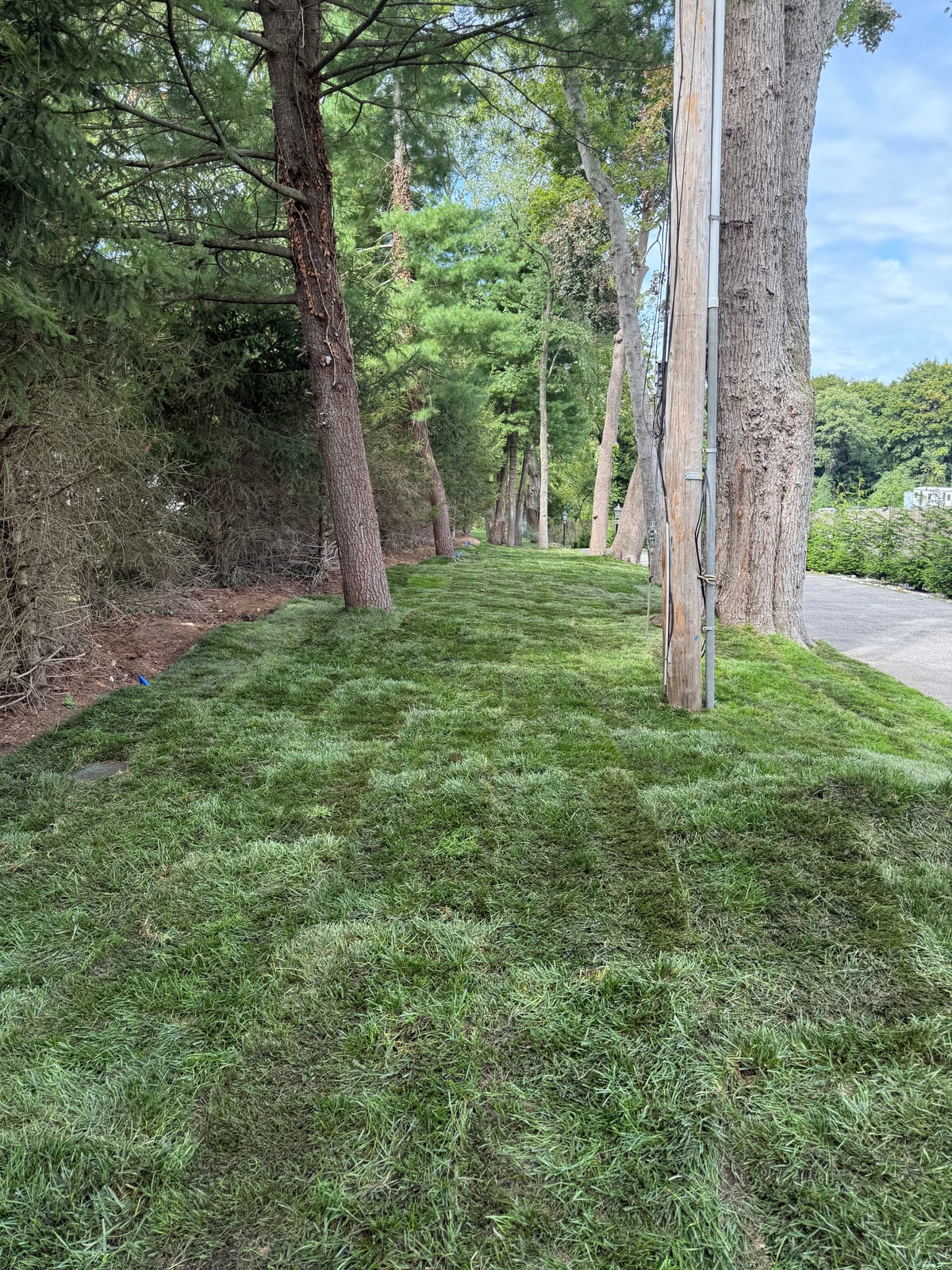 Fresh Kentucky bluegrass sod fitted between mature trees beside a Harrison, New York driveway