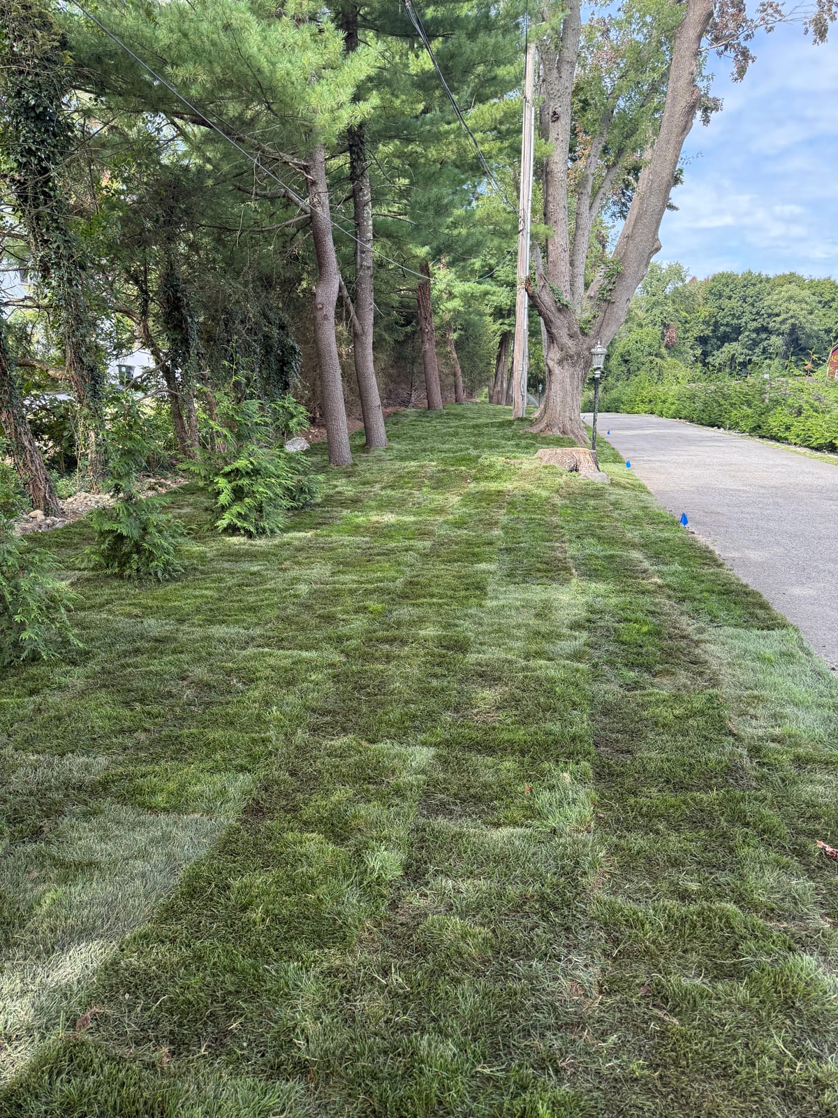 Long view of fresh Kentucky bluegrass sod along the tree-lined driveway in Harrison, NY