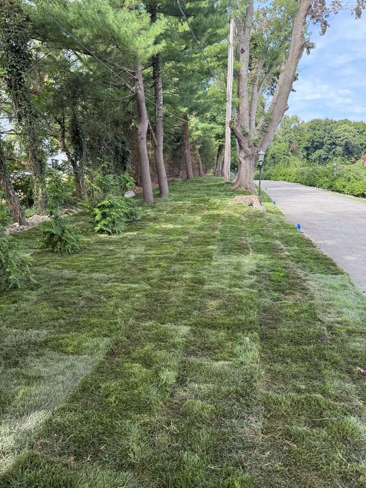 Long view of fresh Kentucky bluegrass sod along the tree-lined driveway in Harrison, New York