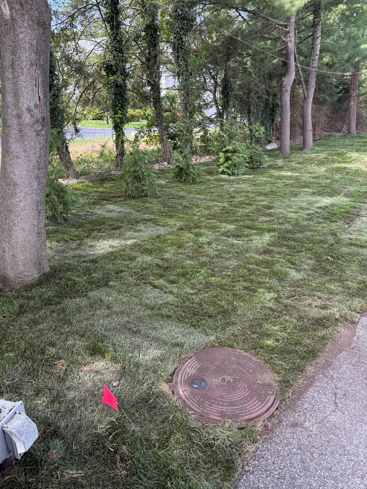 Kentucky bluegrass sod cut around a tree trunk and circular utility cover beside a Harrison driveway