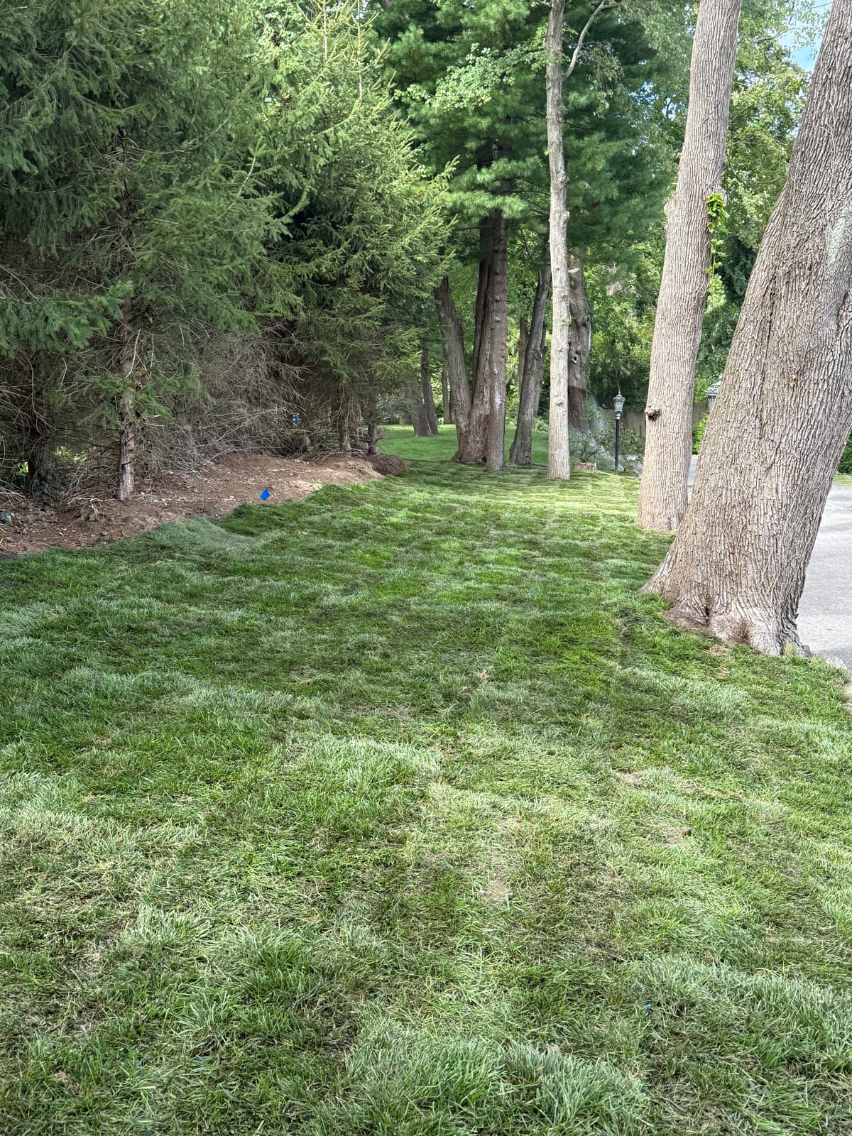 Fresh Kentucky bluegrass sod installed in a long Harrison lawn between mature trees and the driveway