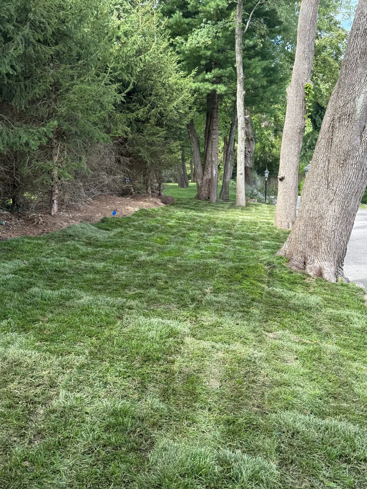 Fresh Kentucky bluegrass sod installed in a long Harrison lawn between mature trees and the driveway