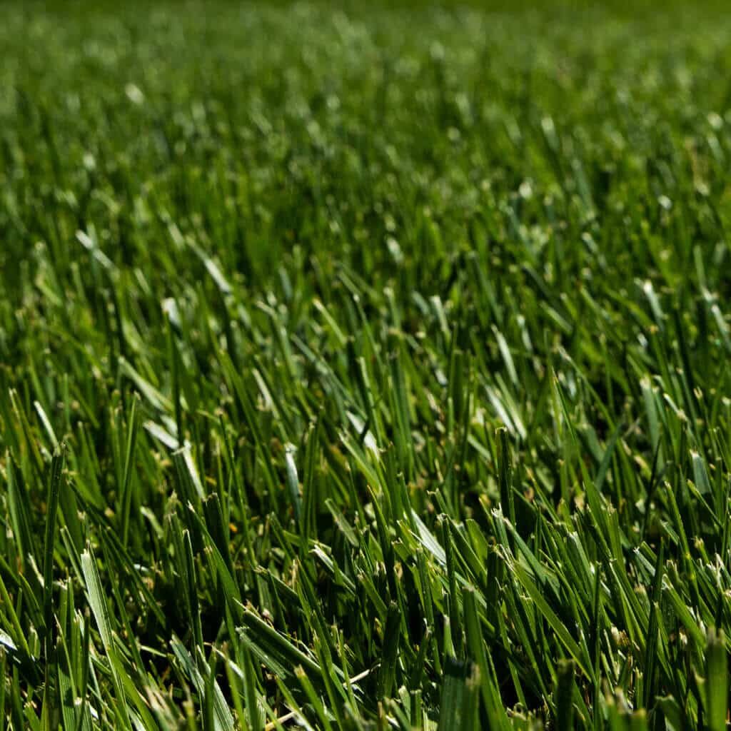Black Beauty Tall Fescue Sod