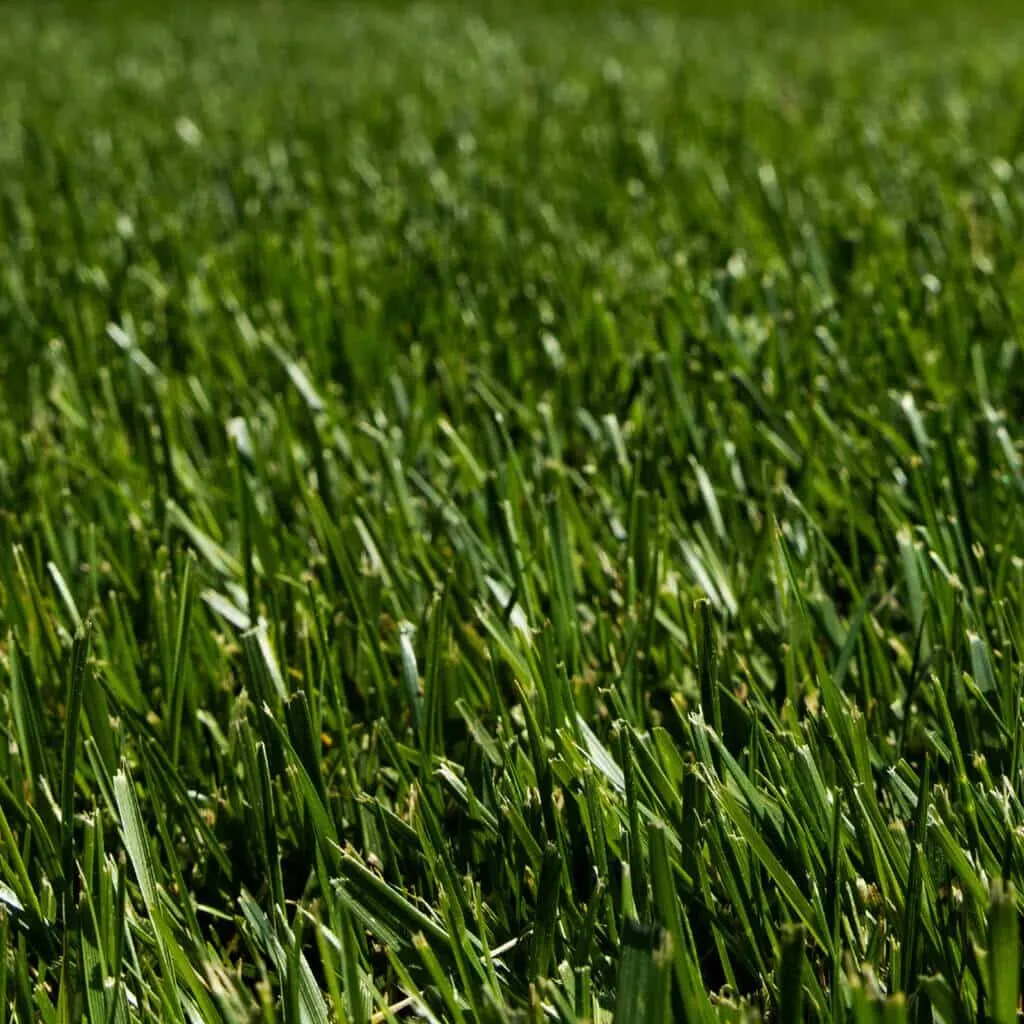 Black Beauty Tall Fescue Sod